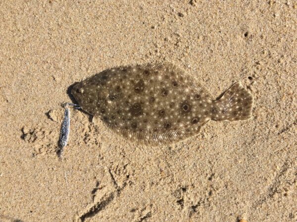 Flounder-On-Sand